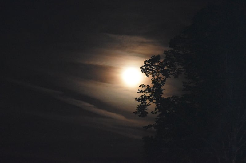 Moonlit Serenade