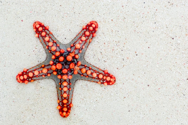 Starry Elements